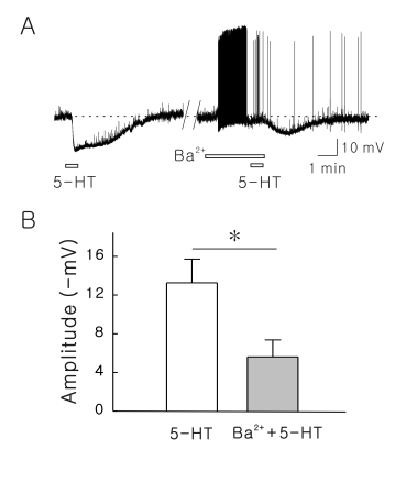 SG 신경세포에서 5-HT에 의해 유발되는 과분극은 K+ 통로 차단제인 Ba2+을 전처리 하였을 때 일부 억제되었다.