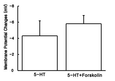 5-HT에 의해 과분극이 유발된 SG 신경세포에서 forskolin을 전처리 하였 을 때 5-HT 단독 적용시 -4.3±1.9 mV, foskolin 존재하에 5-HT 적용시 -5.8±1.5 mV의 과분극을 유발하였으나, 통계적으로 유의한 차이를 보이지 않았다.