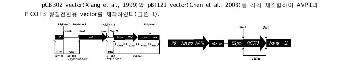 애기장대 AVP1(좌)과 PICOT3(우) 형질전환용 vector의 T-DNA 지도