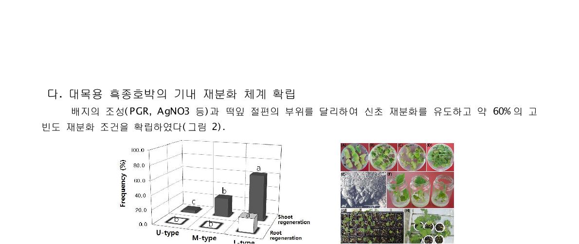 대목용 흑종호박의 떡잎 절편으로부터 식물체 재생과 순화