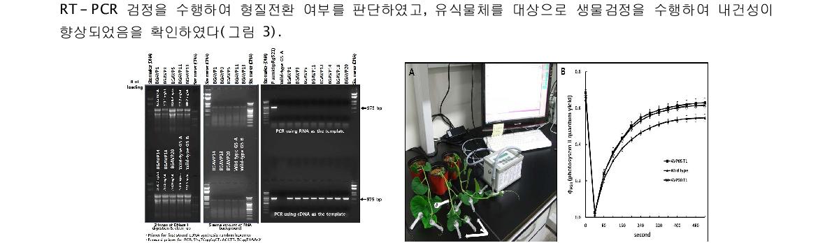 AVP1 형질전환체의 RT-PCR 분석(좌)과 엽록소형광소멸분석(우)