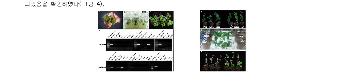 PICOT3 형질전환체의 RT-PCR 분석(좌)과 내건성 생물검정(우)