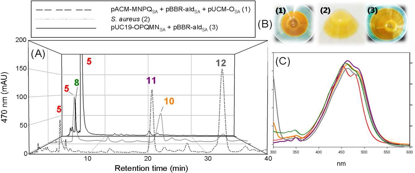 Staphylococcus aureus KCTC 1928의 carotenoid 프로파일과 대장균에 구축한 staphyloxanthin대사회로를 통해 생합성된 carotenoid 프로파일의 비교. (A) HPLC 분석, (B) cell pellet, (C) 각 peak의 UV/Vis 흡수 spectrum. 8. glycosyl-diaponeursporenoic acid, 10. staphyloxanthin, 11. tetradecanoyl-glycosyl-diapoeneurosporenoic acid, 12. hexadecanoyl-glycosyl-diaponeurosporenoic acid