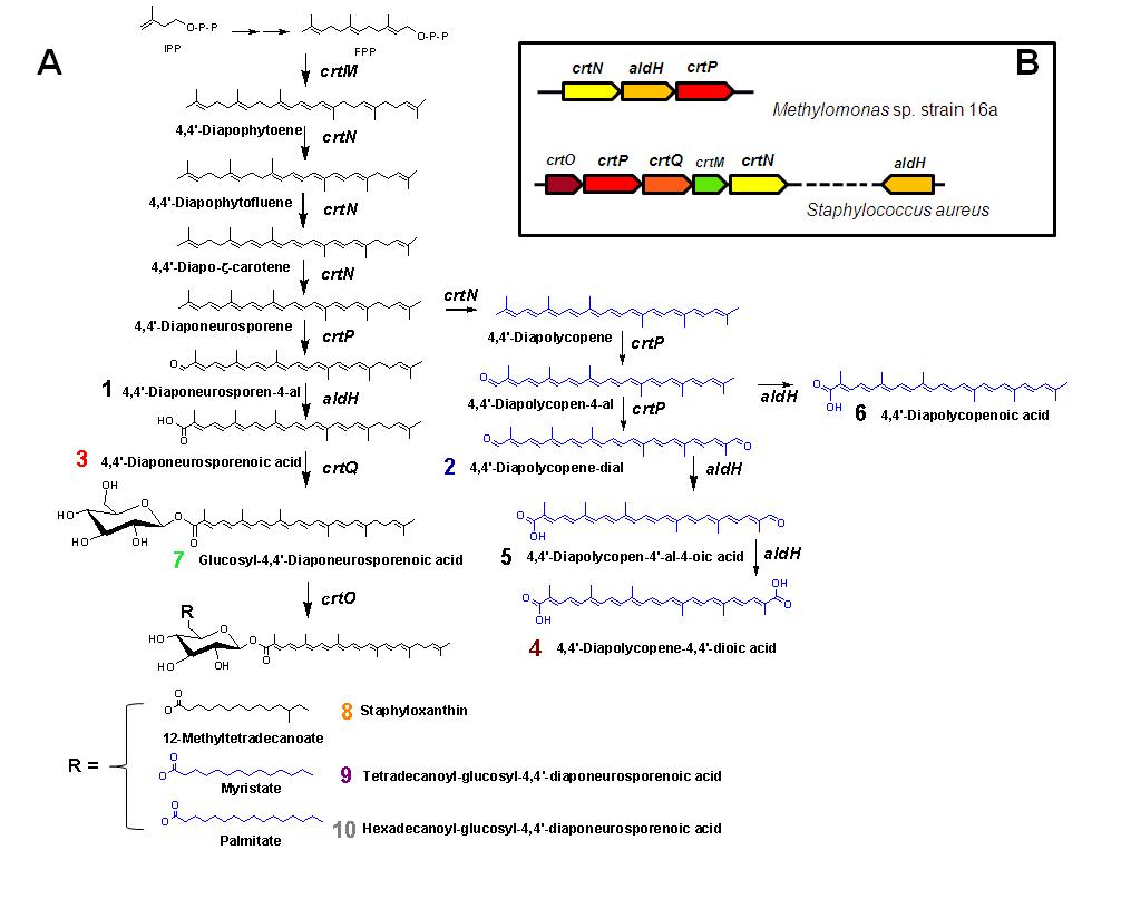 A; 최종 확인된 staphyloxanthin의 완전한 대사회로와 대장균에서 생산된 새로운 구조의 카로틴노이드 (파란색). B; S. aureus와 Methylomonas sp. 16a strain의 카로틴노이드 유전자 클러스터 비교.