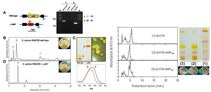 Allelic replacement를 통한S. aureus ΔaldH strain의 제작과S. carnosus aldH 유전자의complementation을 통한 기능적확인.