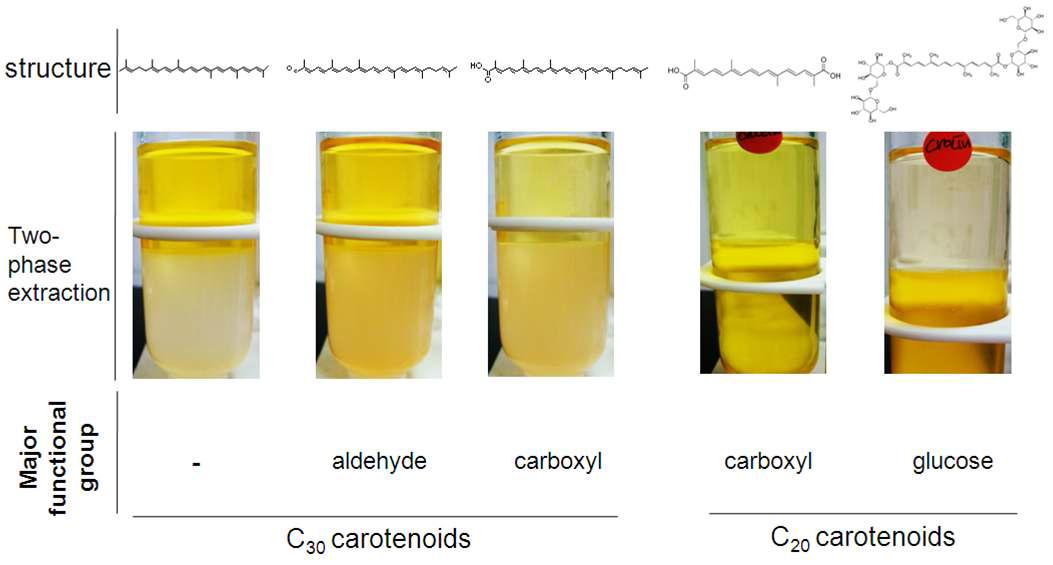 구조별 카로틴노이드의 수용성 비교. 이성 분배를 진행하였을 때 보다 복잡한 구조, 더 짧은 구조일수록 수용성이 증대되는 것을 볼 수 있음.
