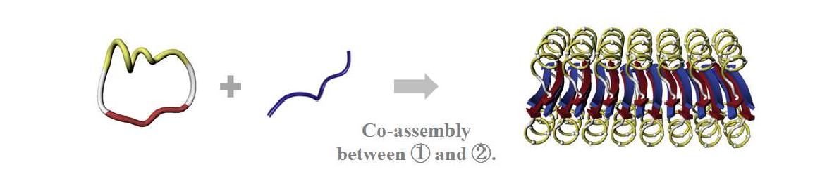 Co-assembly of a macrocyclic peptide and a β-sheet-forming peptide.상 은 이 러CD한 sp가e설ctr을os c증op명y를하 기이 용위하하여여 조두사 개하의였 음se.l f조-assembling peptide를 합성함. PEP-1 및 PEP-2의 self-assembly 양었을 경우 전혀 co-ass 사 결과 이미 self-assembly가 진행된 PEP-1과 PEP-2를 단순히 섞HFIP를 이용하여