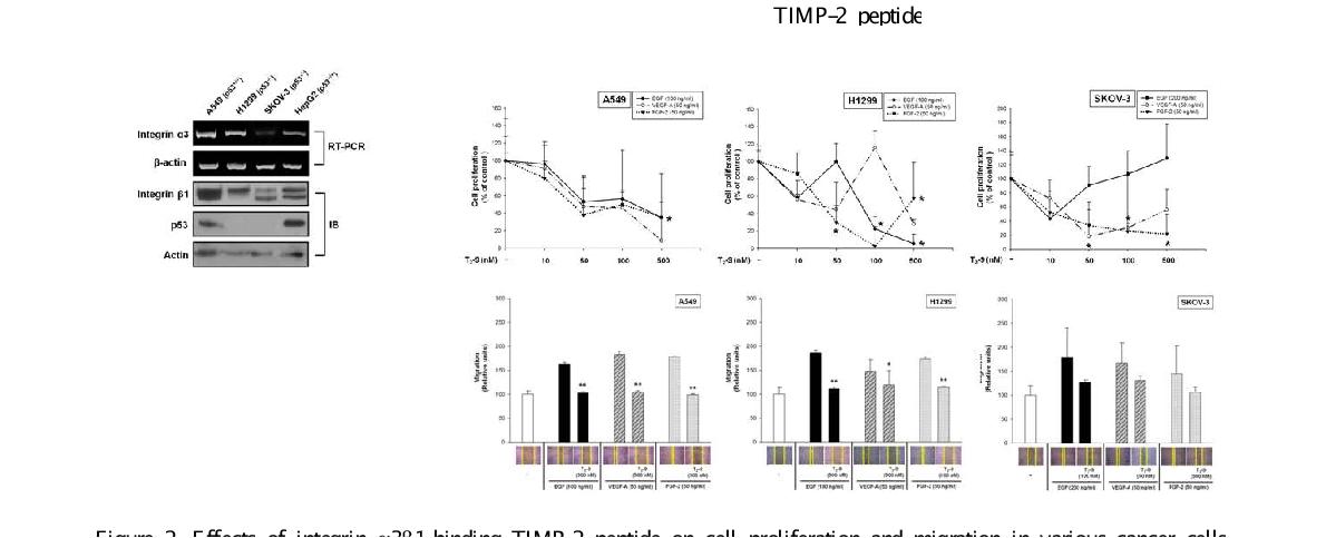 Effects of integrin α3β1-binding TIMP-2 peptide on cell proliferation and migration in various cancer cells