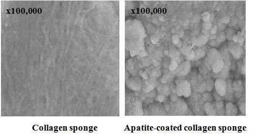 전자주사현미경(SEM)을 이용한 콜라젠 스펀지의 표면 변화