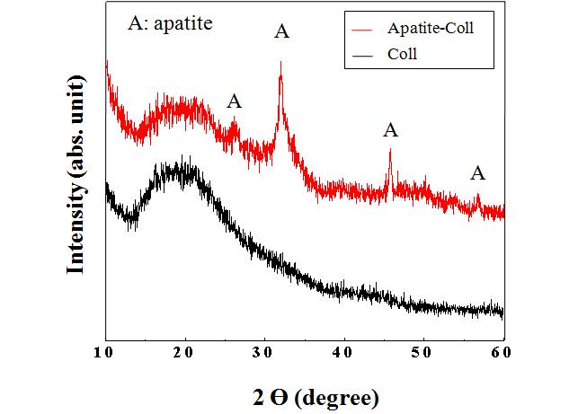 콜라젠 스펀지와 apatite가 코팅된 콜라젠 스펀지의 XRD 분석