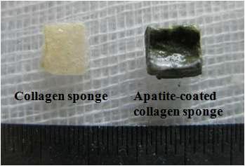 Apatite 코팅을 확인하기 위한 은 염색법