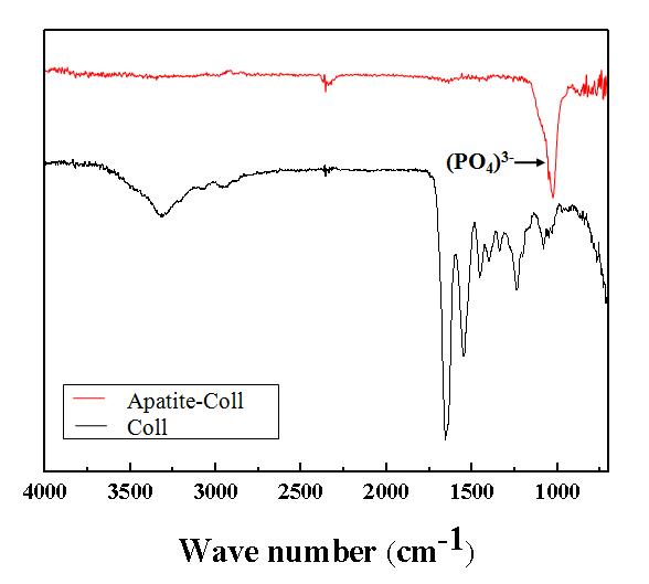 콜라젠 스펀지와 apatite가 코팅된 콜라젠 스펀지의 ATR-FTIR 표면 분석