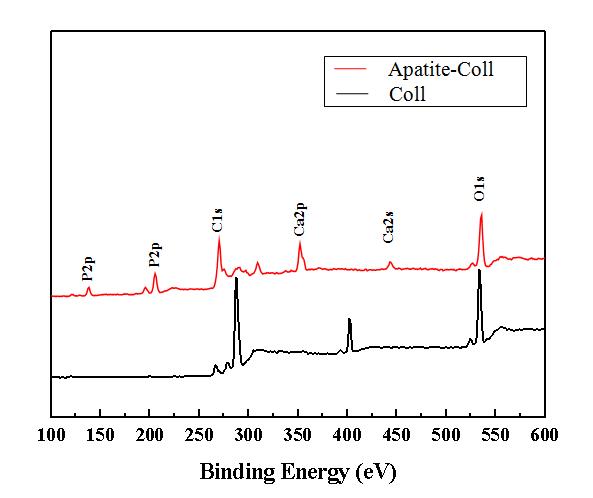 콜라젠 스펀지와 apatite가 코팅된 콜라젠 스펀지의 ESCA 표면 분석