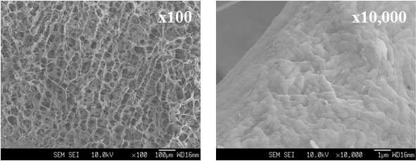 콜라젠 스펀지 표면의 전자주사현미경(SEM) 사진