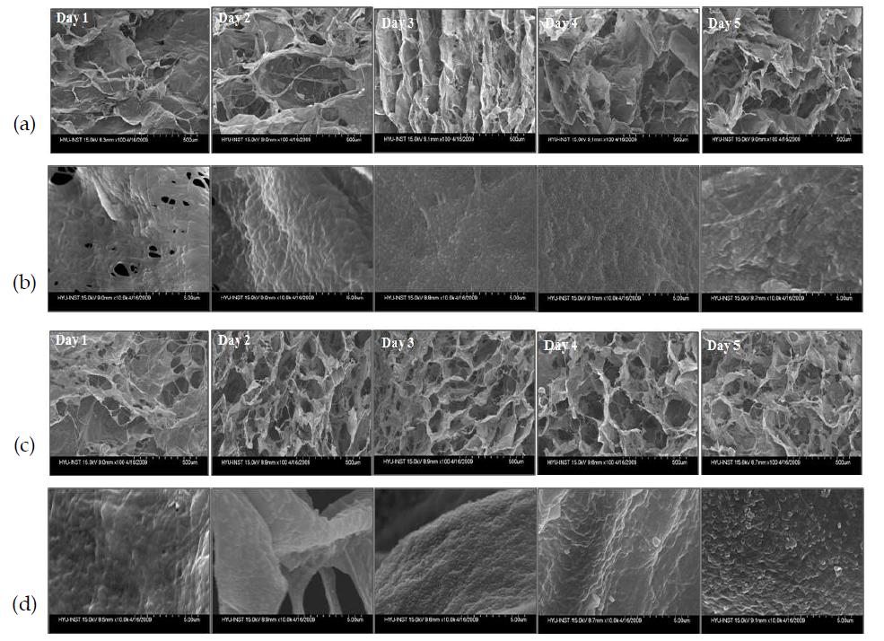 1x SBF(a,b), 2.5x SBF(c,d) 용액에서 apatite가 코팅된 콜라젠 스펀지 100배 (a,c), 10,000배 (b,d) SEM 사진