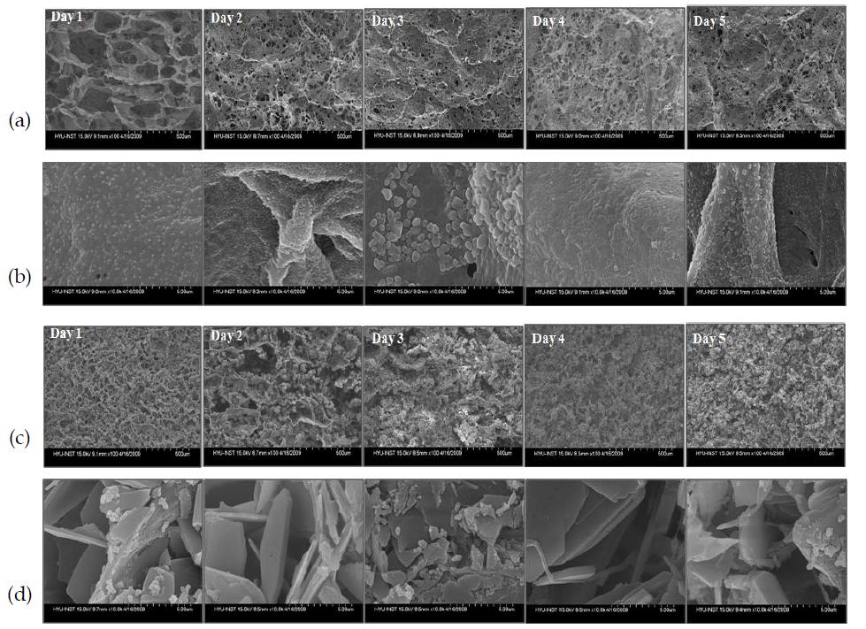 5x SBF(a,b), 10x SBF(c,d) 용액에서 apatite가 코팅된 콜라젠 스펀지 100배 (a,c), 10,000배 (b,d) SEM 사진