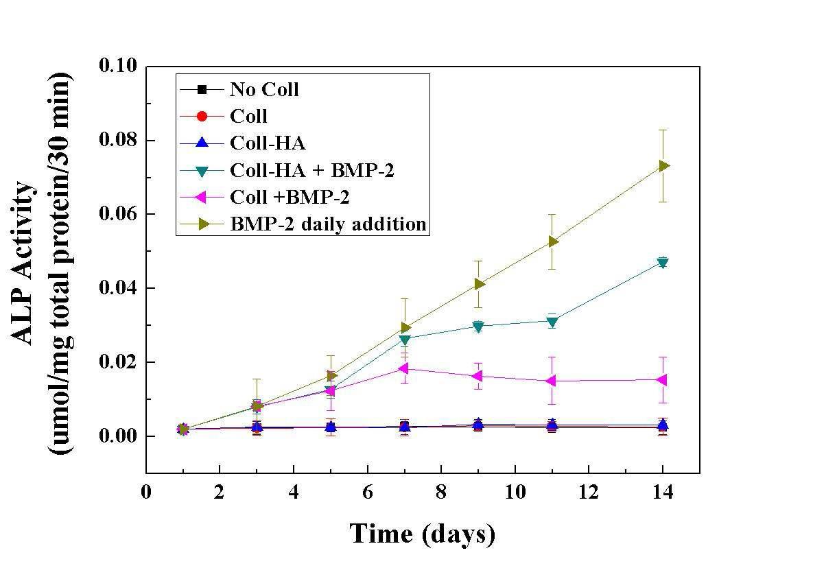 골모세포의 배양을 통한 세포활성도 조사 (Coll + BMP-2 : Infuse®)