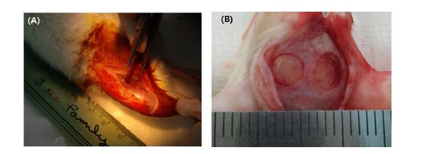 골 재생 연구를 위한 소형 동물 모델 (A) rat 허벅지 근육 포켓 모델, (B) 마우스 두개골 결손 모델