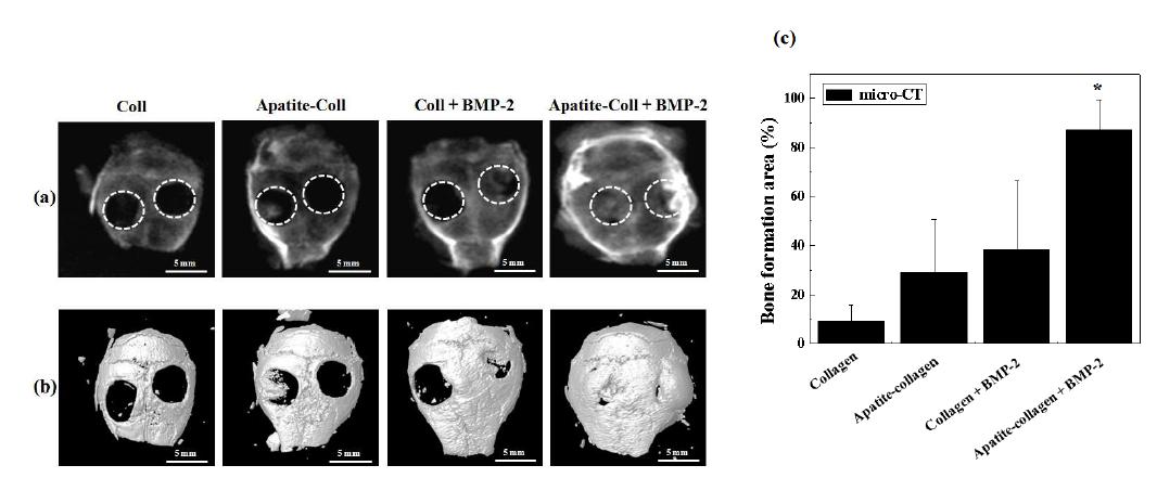 8주 후 마우스 두개골의 Soft X-ray (a), Micro-CT (b) 사진, Micro-CT를 이용한 골 재생 면적 (c)