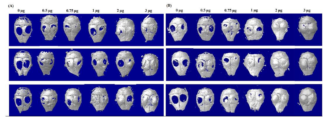 8주 후 마우스 두개골의 Micro-CT 사진 (A) 콜라겐 스펀지, (B) Apatite가 코팅된 콜라겐 스펀지(수치는 BMP-2 용량)