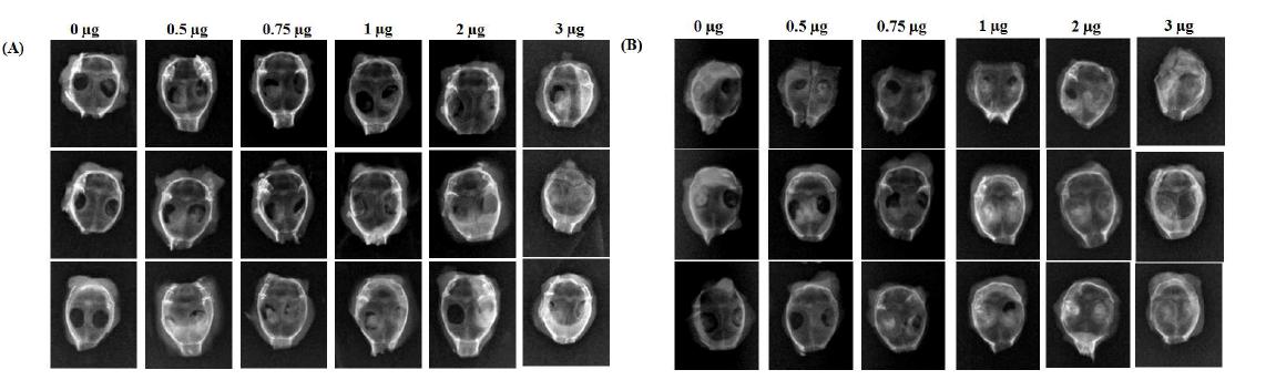 8주 후 마우스 두개골의 Soft X-ray 사진 (A) 콜라겐 스펀지, (B) Apatite가 코팅된 콜라겐 스펀지(수치는 BMP-2 용량)