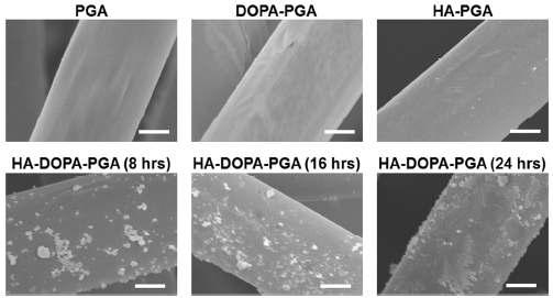 PGA, DOPA-PGA, HA-PGA, 그리고 HA-DOPA-PGA (8시간, 16시간, 24시간)의 SEM 이미지. PGA 나노섬유 표면에 HA 나노입자의 흡착은 HA-DOPA-PGA 군에서 관찰되었다. 스케일바는 5μm를 나타낸다.
