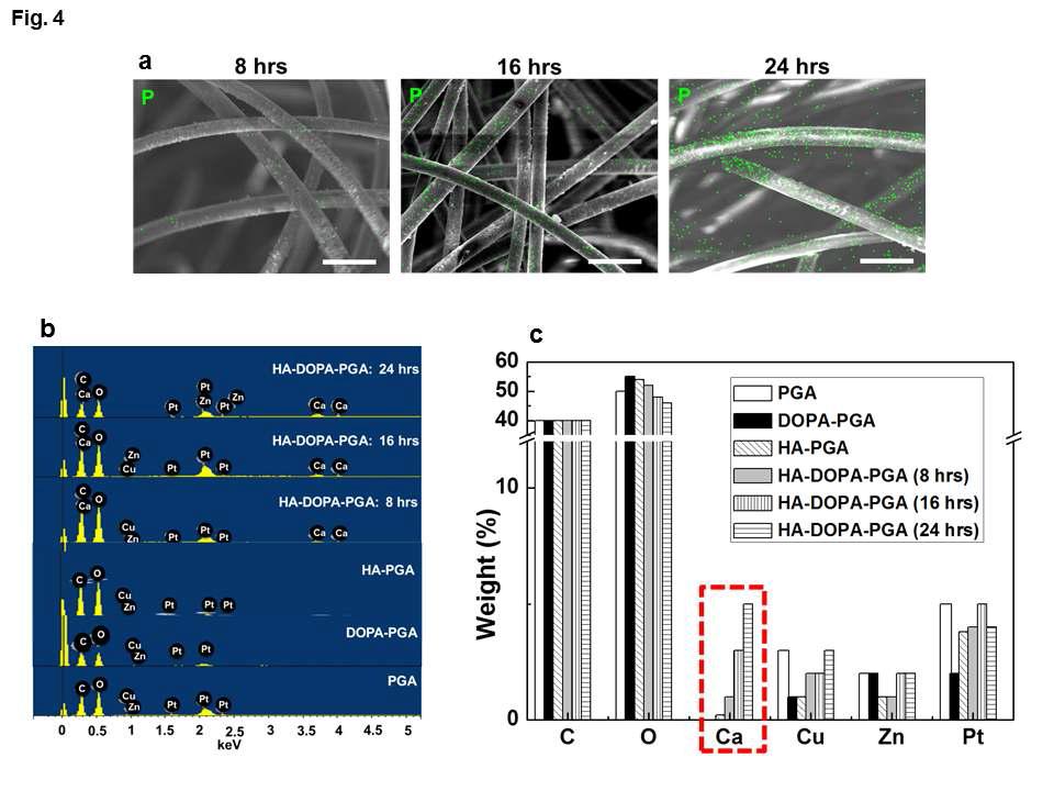 EDS를 통한 PGA, DOPA-PGA, HA-PGA, 그리고 HA-DOPA-PGA (8, 16, 그리고 24시간) 지지체 표면의 다양한 성분 분석. (a) P, (b) C, O, Ca, Cu, Zn, 그리고 Pt. (a)에서 초록색 점은 HA의 P를 나타낸다. (a)의 스케일바는 50μm를 나타낸다. (c) EDS 분석의 정량화.