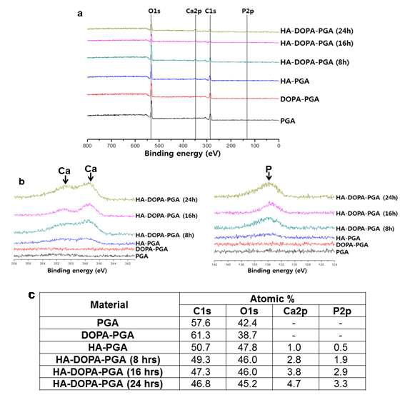 PGA, DOPA-PGA, HA-PGA, 그리고 HA-DOPA-PGA의 XPS 분석. (a) Wide scan spectra. (b) Ca와 P의 narrow scan spectra. 화살표는 HA에 함유되어 있는 Ca와 P의 peak를 나타낸다. (c) XPS의 정량화.