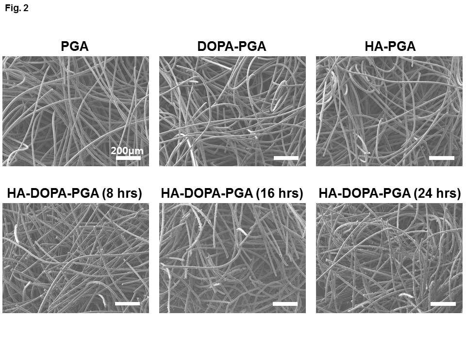 PGA, DOPA-PGA, HA-PGA, 그리고 HA-DOPA-PGA (8시간, 16시간, 24시간)의 SEM 이미지. HA, DOPA, 그리고 HA/DOPA 코팅은 지지체의 공극율에 영향을 주지 않았다. 스케일바는 200μm를 나타낸다.