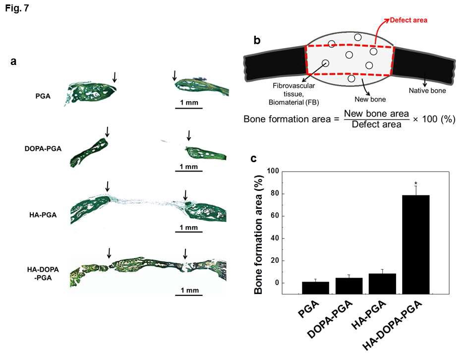 이식재의 골 전도성. (a) PGA, DOPA-PGA, HA-PGA, 그리고 HA-DOPA-PGA 이식 후 8주 후에 회수한 마우스 두개골 손상부위의 Goldner’s trichrome 염색. (b) 골 면적의 정성 분석을 위한 도식도. (c)PGA, DOPA-PGA, HA-PGA, 그리고 HA-DOPA-PGA의 이식을 통한 골재생 면적의 정량화. p<0.01.