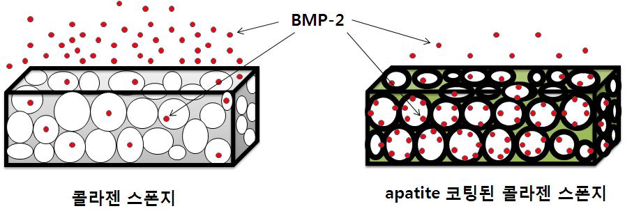 초기 시간에서 기존 제품(Infuse®)인 콜라젠 스폰지로부터 BMP-2의 급격한 방출과 본 연구의 apatite 코팅된 콜라젠 스폰지로부터 BMP-2의 서방형 방출.