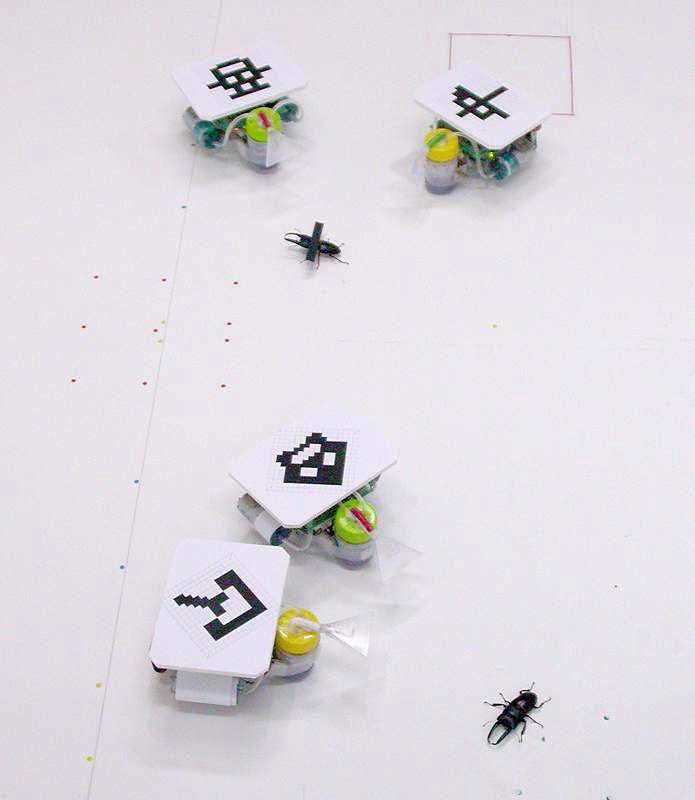 실제 실험에서 2마리의 로봇들이 2개의 그룹을 이루고 2마리 의 곤충을 목적지로 유인