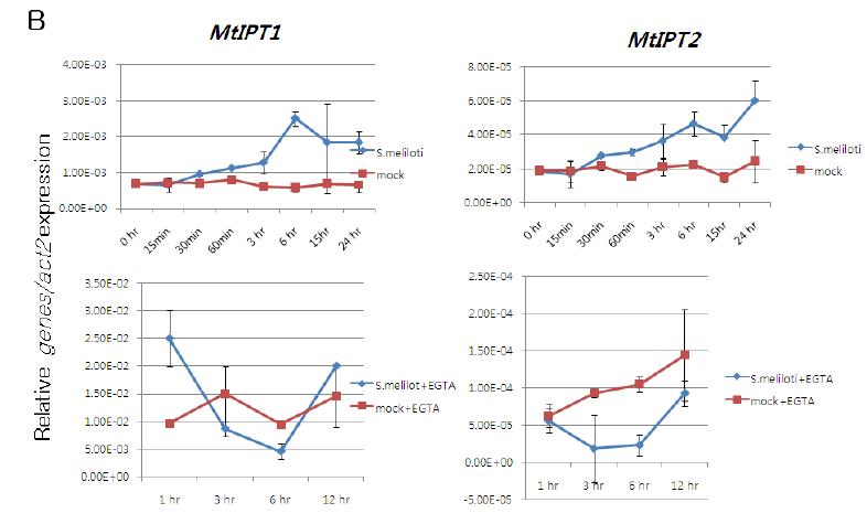 뿌리혹박테리아 접종에 의한 사이토카이닌 생합성 유전자의 발현변화와 MtIPT1,2의 EGTA에 의한 MtIPT1,2의 발현 증가의 억제