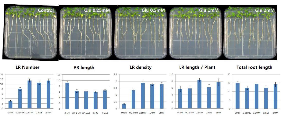 글루타메이트에 의한 곁뿌리 생성의 증가 관찰