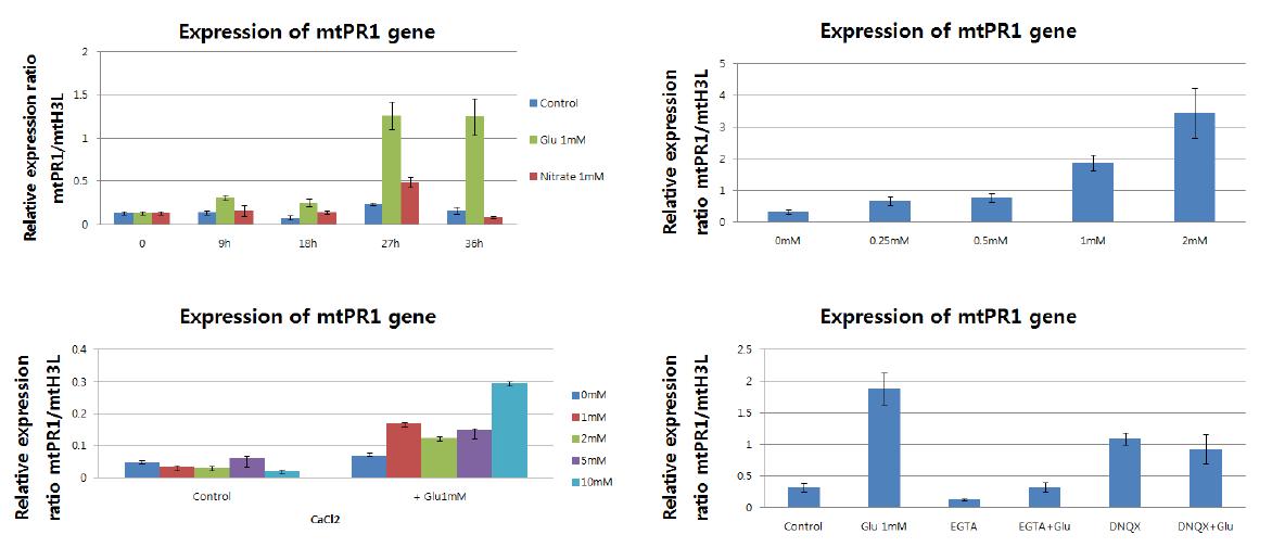 글루타메이트 처리후 MtPR1 유전자의 발현 증가