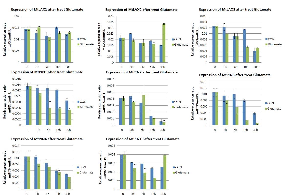 글루타메이트 처리 후 옥신 수송 단백질의 발현 변화 관찰