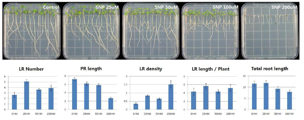 산화질소(NO)에 의한 뿌리 체계 구조 변화 관찰