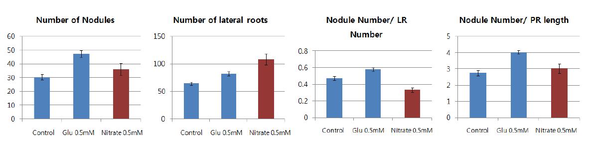 글루타메이트와 질산암모늄에 의한 영향에 뿌리혹 생성의 차이