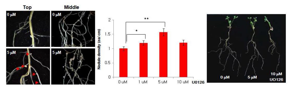 MAPK cascades 선택적 저해제 U0126처리에 따른 뿌리혹 형성의 증가와 Medicago 뿌리 생육의 저해 효과