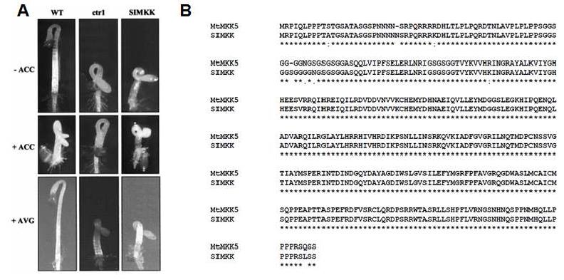 A. 알파파의 SIMKK 과발현에 따른 에틸렌 표현형 형성. B. Medicago truncatula에서 SIMKK의 ortholog인 MtMKK5의 동정