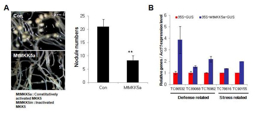 A.MtMKK5 active form을 Medicago에 과발현 시켰을 경우 뿌리혹의생성과 발달이 현저히 줄어듦. B. MtMKK5 과발현체 Medicago에서 스트레스관련 유전자들의 발현이 증가되어져 있음