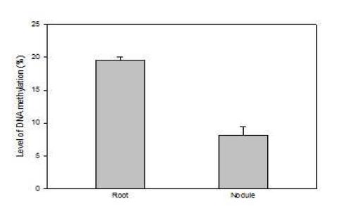 뿌리조직과 뿌리혹에서의 DNA 메틸화 수준.