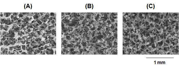 제조된 PDCL 다공성 지지체의 SEM 사진 [(A) PDO, (B) PDCL64 및 (C) PCL].