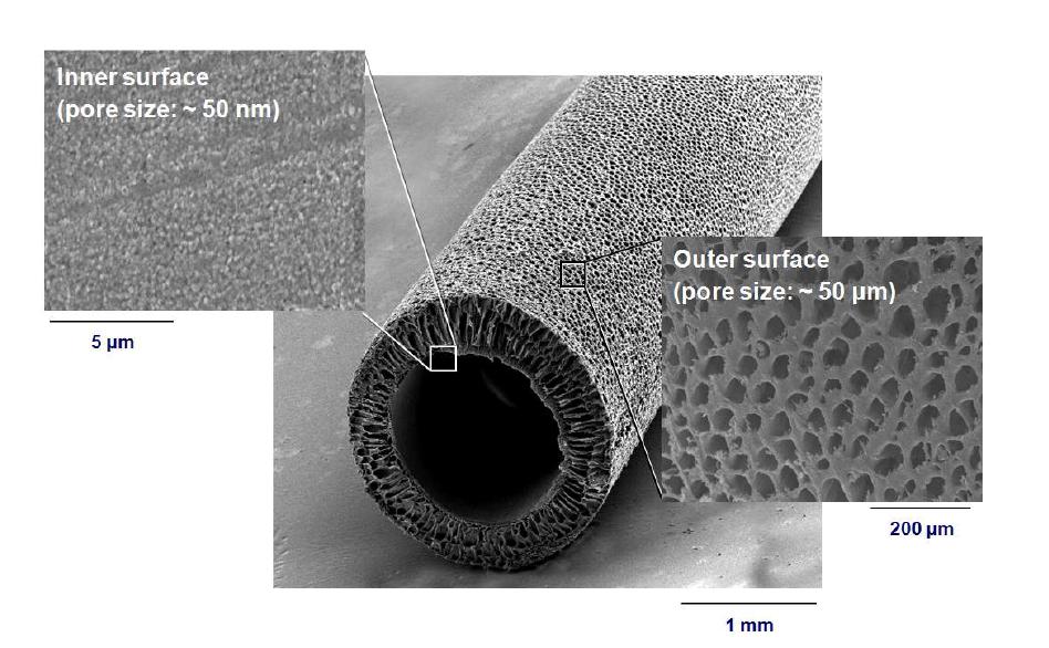 본 연구팀에서 제조한 PLGA 신경유도관의 SEM 사진.