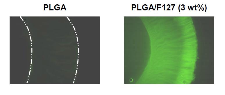 FITC-BSA의 PLGA 및 PLGA/Pluronic F127 신경유도관을 통한 투과성 정도를 나타내는 사진