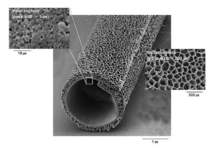 본 연구팀에서 제조한 PDCL 신경유도관의 SEM 사진.