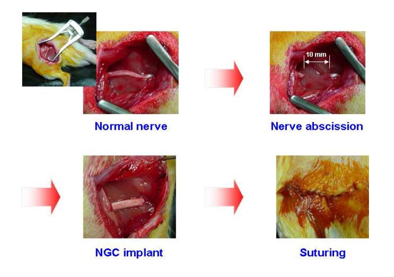 신경유도관 (NGC) 이식을 위한 동물실험 과정을 보여주는 사진.