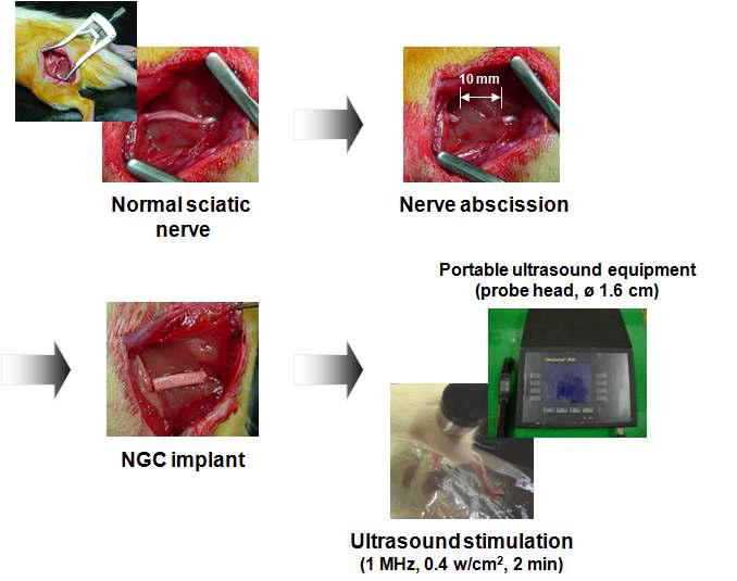 신경유도관/초음파 자극을 위한 동물실험 과정을 보여주는 사진.