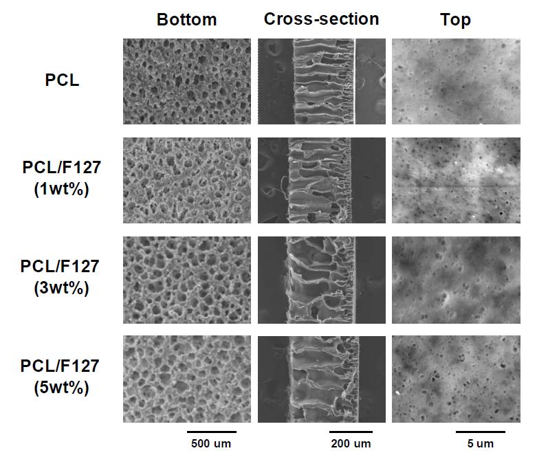 본 연구팀에서 제조한 비대칭 다공성구조를 가지는 PCL 및 PCL/F127 membrane의 SEM 사진.