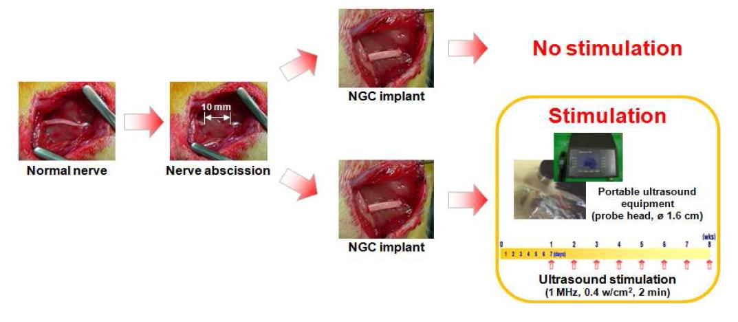 신경유도관 및 신경유도관/초음파 자극에 의한 신경재생 거동을 관찰하기 위한 동물실험 모식도.